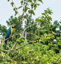 Bird on a Limb Royalty Free Stock Photo