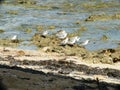 Limicole Silver Plovers on a beach of Guadeloupe.