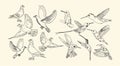 Bird line art drawing vector set collections. Hummingbird, dove, pigeon