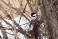 Bird Royalty Free Stock Photo