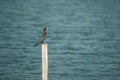 Bird Little Cormorant sun bath on Stump Royalty Free Stock Photo