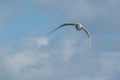 Bird little gull flying front view hydrocoloeus minutus