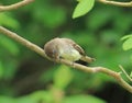 Bird Royalty Free Stock Photo