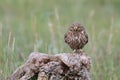 Bird Little owl Athene noctua sitting on a wooden stump