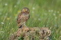 Bird Little owl in natural habitat Athene noctua Royalty Free Stock Photo