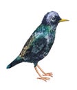 Bird is a little ruffled Starling Royalty Free Stock Photo