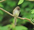 Bird Royalty Free Stock Photo