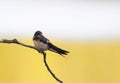 Bird little swallow sitting on a branch on blue sky background Royalty Free Stock Photo