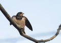 Bird little swallow sitting on a branch on blue sky background Royalty Free Stock Photo