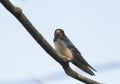 Bird little swallow sitting on a branch on blue sky background
