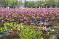 Bird live in the Red Lotus Sea