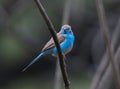 Bird living in Ethiopia Royalty Free Stock Photo