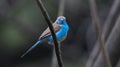 Bird living in Ethiopia Royalty Free Stock Photo