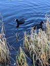 Bird on a loch Scottish nature reserve countryside