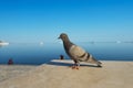 Bird lonely pigeon