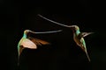 Bird with long bill, fight with swords. Sword-billed hummingbird, Ensifera ensifera, bird to have a bill longer than the rest of