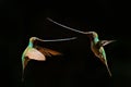 Bird with long bill, fight with swords. Sword-billed hummingbird, Ensifera ensifera, bird to have a bill longer than the rest of Royalty Free Stock Photo