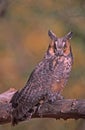 Bird-Long eared owl Royalty Free Stock Photo