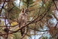 Bird long-eared owl. Asio otus in the wild Royalty Free Stock Photo