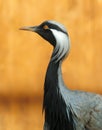 A bird with a long neck and black and white feathers Royalty Free Stock Photo