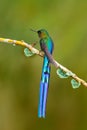 Bird with long tail. Beautiful blue glossy hummingbird with long tail. Long-tailed Sylph, hummingbird with long blue tail in the