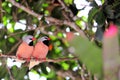Bird, Long-tailed finches