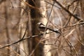 Bird long tailed tit sitting on a branch