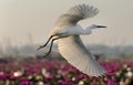 Bird looking for fish in lotus lake which is the freshwater lake in Phatthalung province, Thailand