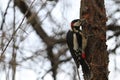 woodpecker on a tree Royalty Free Stock Photo