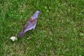 Bird looking for food in green grass. general plan. color Royalty Free Stock Photo