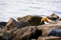 bird looking food between rock