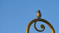 A bird is looking to the west (left). Royalty Free Stock Photo
