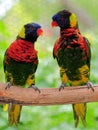 Bird, Lorikeet Couple Royalty Free Stock Photo