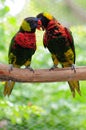 Bird, lorikeet couple Royalty Free Stock Photo