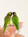 Bird, lorikeet couple Royalty Free Stock Photo