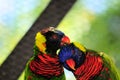 Bird, lorikeet couple Royalty Free Stock Photo