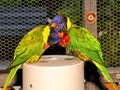 Bird, lorikeet couple in aviary in Florida Royalty Free Stock Photo