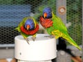 Bird, lorikeet couple in aviary in South Florida Royalty Free Stock Photo