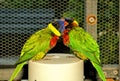 Bird, lorikeet couple in aviary Royalty Free Stock Photo