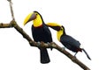 Bird love. Chesnut-mandibled Toucan sitting on the branch in tropical rain, white background. Wildlife scene from nature with beau