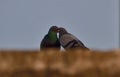 Bird  in love Royalty Free Stock Photo