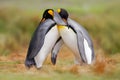 Bird love in nature. King penguin couple cuddling, wild nature. Two penguins making love in the grass. Wildlife scene from nature