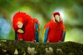 Bird love. Pair of big parrots Scarlet Macaw, Ara macao, in forest habitat. Two red birds sitting on branch, Brazil. Wildlife love Royalty Free Stock Photo