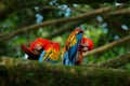 Bird love. Pair of big parrots Scarlet Macaw, Ara macao, in forest habitat. Two red birds sitting on branch, Brazil. Wildlife love Royalty Free Stock Photo