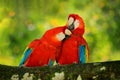 Bird love. Pair of big parrots Scarlet Macaw, Ara macao, in forest habitat. Two red birds sitting on branch, Brazil. Wildlife love Royalty Free Stock Photo