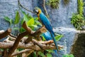 Bird,Macaw Parrot,Macaw, Parrot. Royalty Free Stock Photo