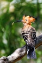 Bird Madagascan hoopoe Madagascar wildlife