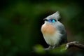 Bird from Madagascar. Crested Couna, Coua cristata, rare grey and blue bird with crest, in nature habitat. Couca sitting on the br