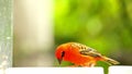 Bird, Madagascar red fody in aviary Royalty Free Stock Photo