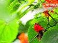 Bird, Madagascar red fody (male) Royalty Free Stock Photo